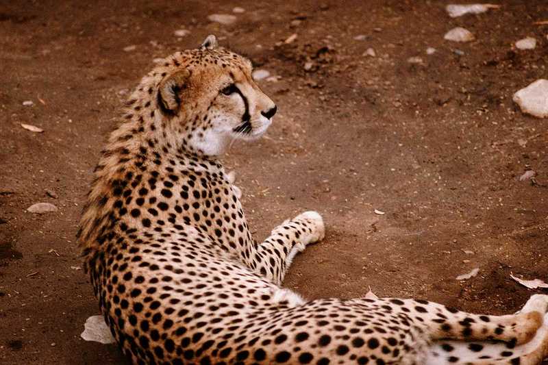[PIC] Cheetah (2); DISPLAY FULL IMAGE.