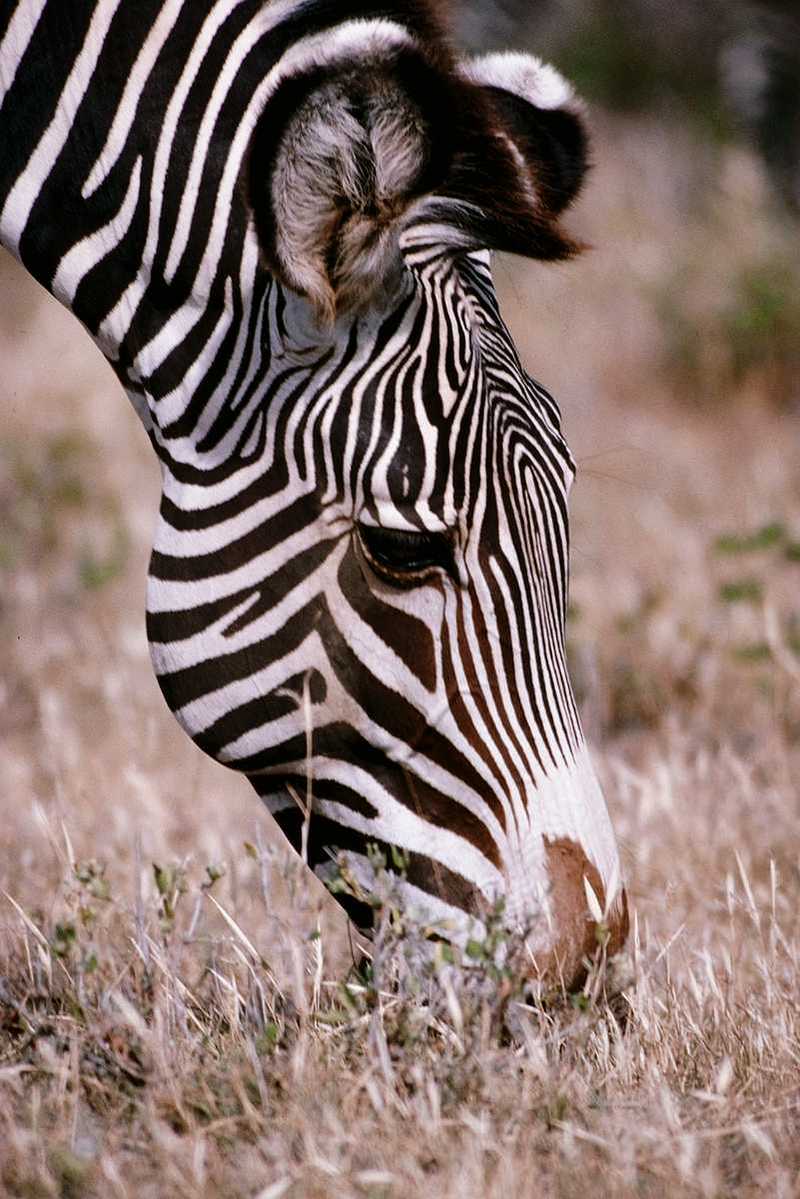 Zebra (01); DISPLAY FULL IMAGE.