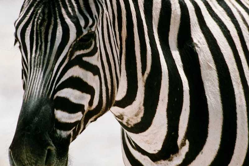 Zebra (6); DISPLAY FULL IMAGE.