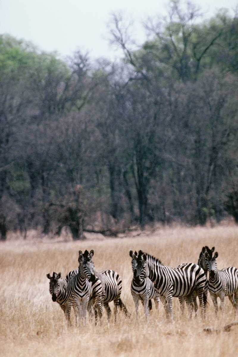 Zebra (10); DISPLAY FULL IMAGE.