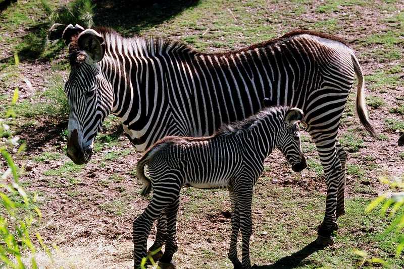 Zebra (11); DISPLAY FULL IMAGE.