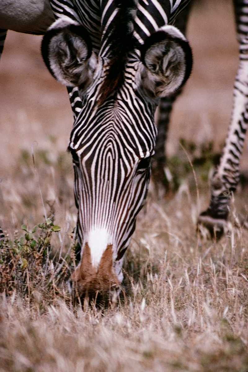 Zebra (12) - Final of Today's Zebras; DISPLAY FULL IMAGE.