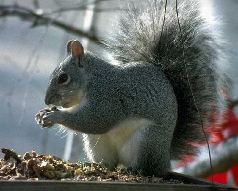 Gray Squirrel; DISPLAY FULL IMAGE.