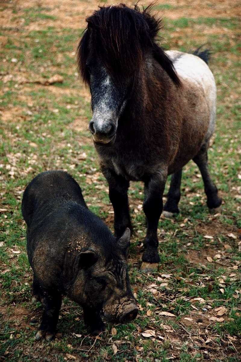 Pony and Black Domestic Pig; DISPLAY FULL IMAGE.