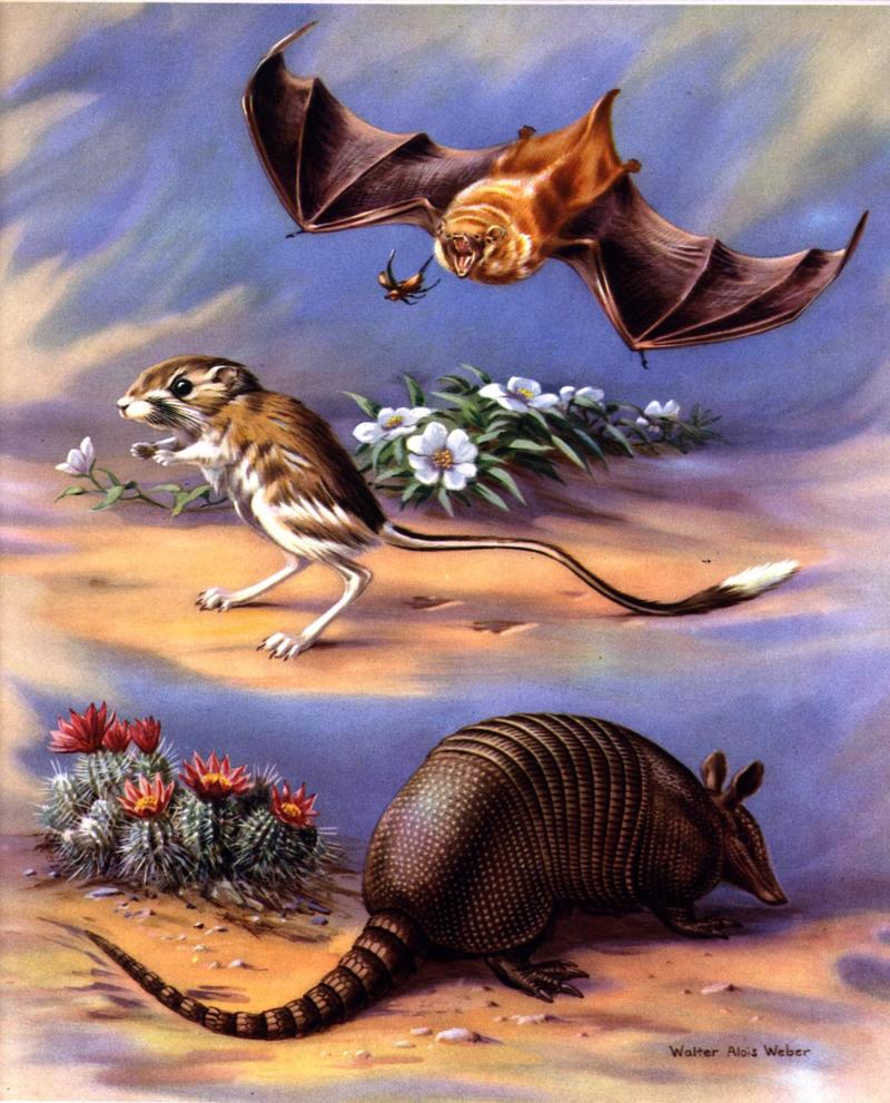 Illustration : Armadillo, Jerboa, and Golden Bat; DISPLAY FULL IMAGE.