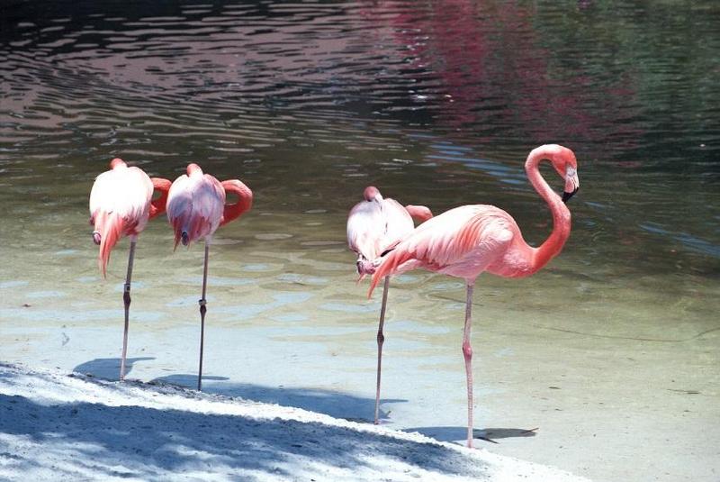 Glad to share - Flamingos - as01p037.jpg; DISPLAY FULL IMAGE.