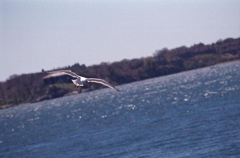 A flock of seagulls - as01p046.jpg; DISPLAY FULL IMAGE.