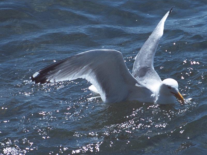 A flock of seagulls - as01p048.jpg; DISPLAY FULL IMAGE.