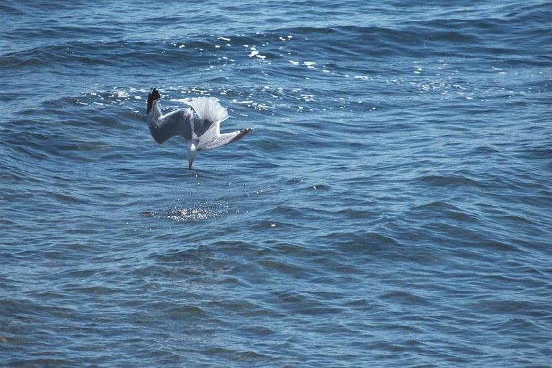 A flock of seagulls - as01p051.jpg; DISPLAY FULL IMAGE.