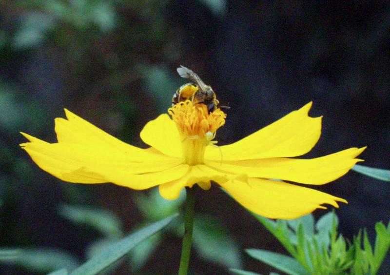 Flower, bee, spider; DISPLAY FULL IMAGE.
