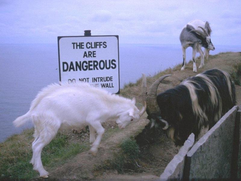 Re: REQ : Goats - geiten_groot.jpg; DISPLAY FULL IMAGE.