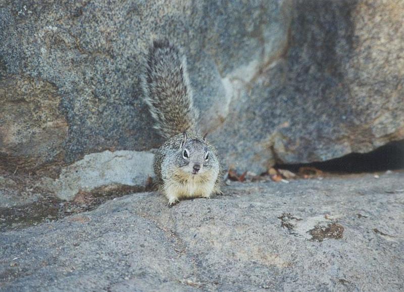 Calif Ground Squirrel 132k; DISPLAY FULL IMAGE.