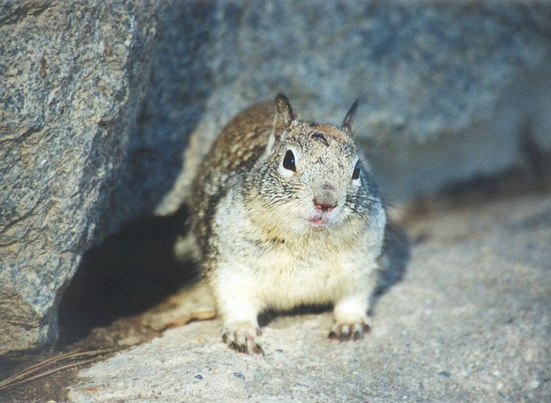 Calif Ground Squirrel 107k; DISPLAY FULL IMAGE.