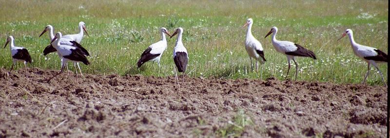European white storks; DISPLAY FULL IMAGE.