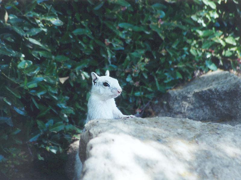 july93 squirrel; DISPLAY FULL IMAGE.