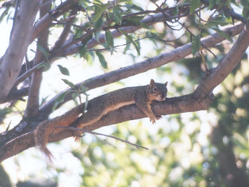 july98 squirrel; DISPLAY FULL IMAGE.
