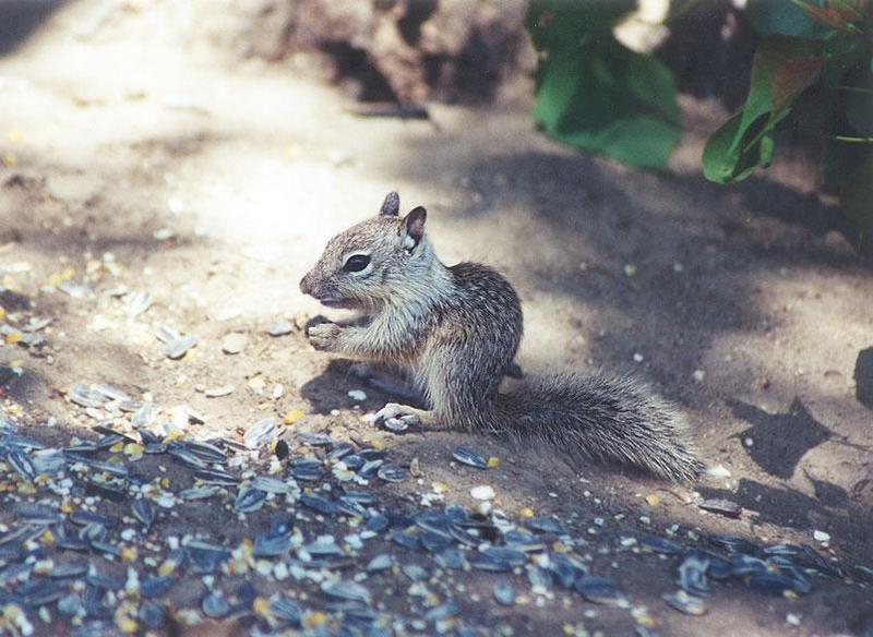 June 03 squirrel; DISPLAY FULL IMAGE.