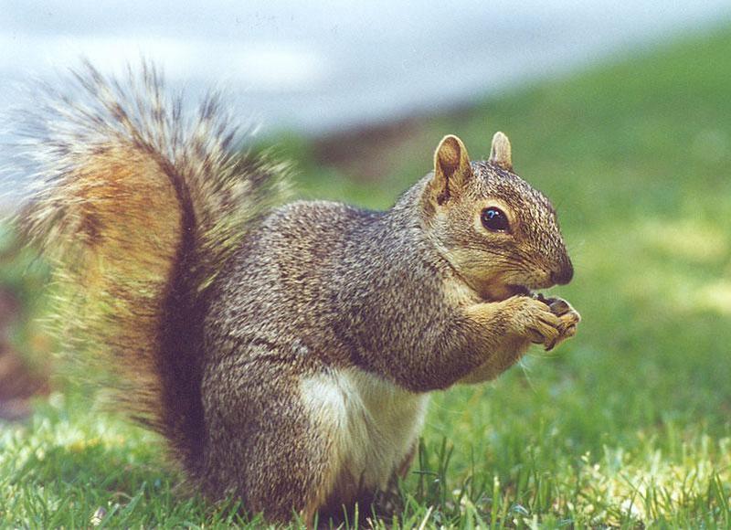 June 10 squirrel; DISPLAY FULL IMAGE.