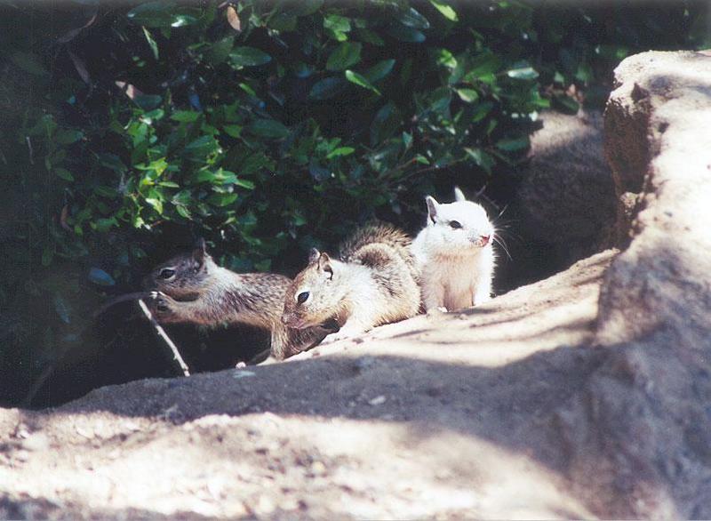 June 18 squirrel; DISPLAY FULL IMAGE.