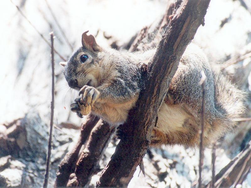 JUne 25 squirrel; DISPLAY FULL IMAGE.
