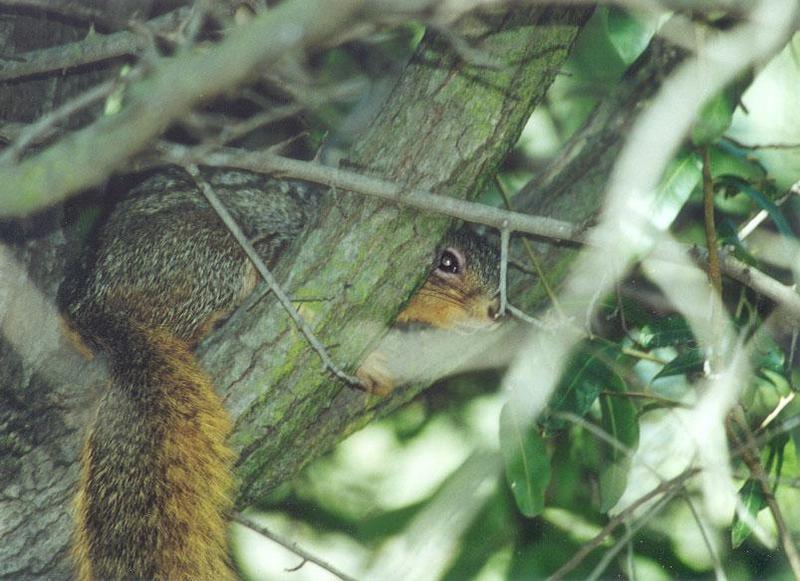Fox Squirrel lwf1; DISPLAY FULL IMAGE.