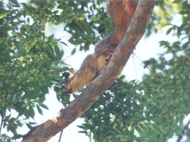 Fox Squirrel nov02; DISPLAY FULL IMAGE.