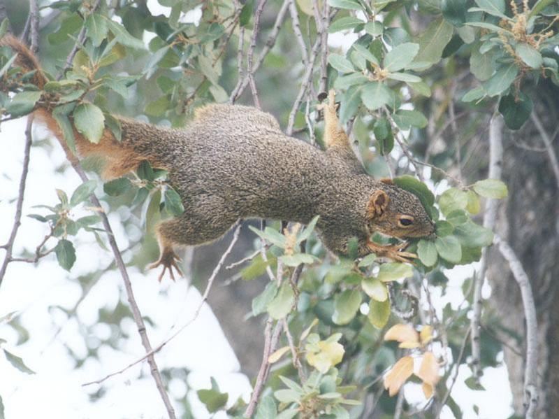 Fox Squirrel nov05; DISPLAY FULL IMAGE.