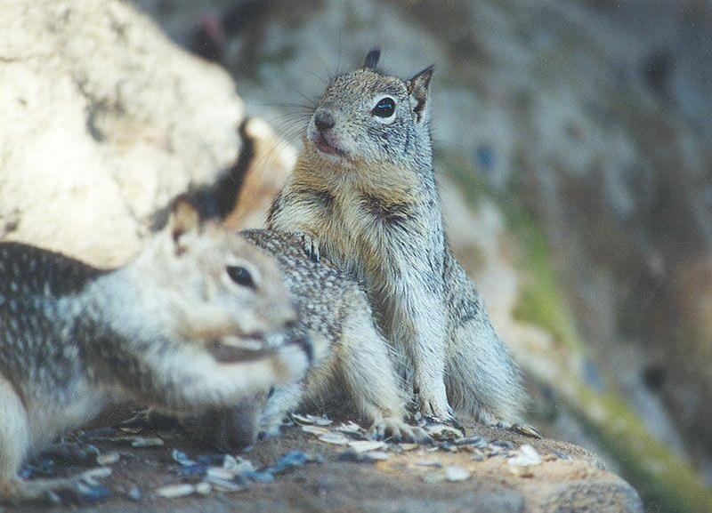 Calif Ground Squirrels nov2_1; DISPLAY FULL IMAGE.
