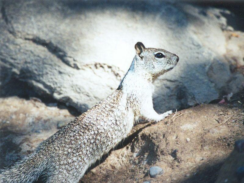 Calif Ground Squirrel nov2_5; DISPLAY FULL IMAGE.