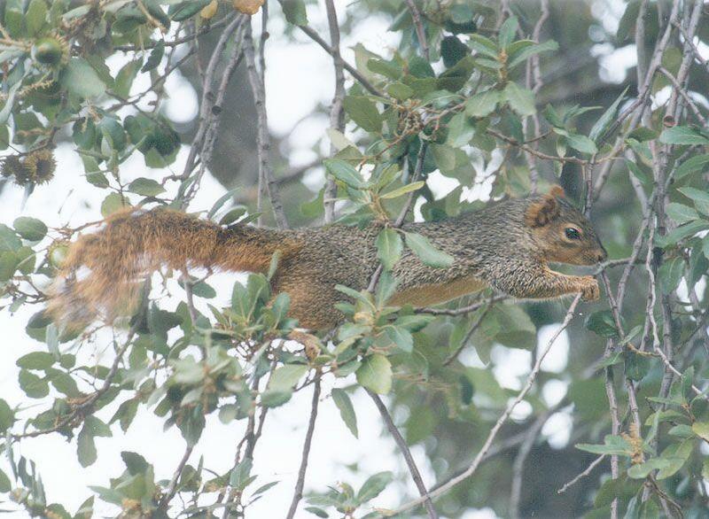 Fox Squirrel nov2_7; DISPLAY FULL IMAGE.