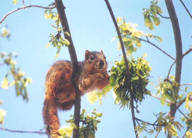 Fox Squirrel 02; DISPLAY FULL IMAGE.