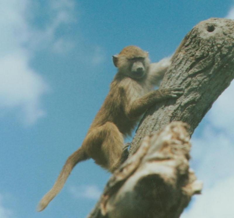 Monkey from African LS  -- Chacma Baboon (Papio ursinus); DISPLAY FULL IMAGE.