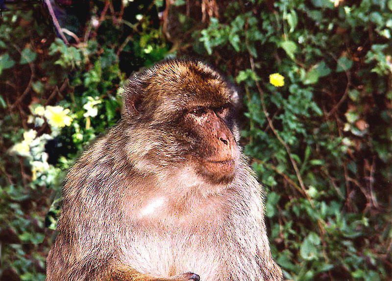 Re: REQ - baboon; DISPLAY FULL IMAGE.