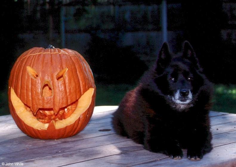 Halloween Schipperke (dog); DISPLAY FULL IMAGE.