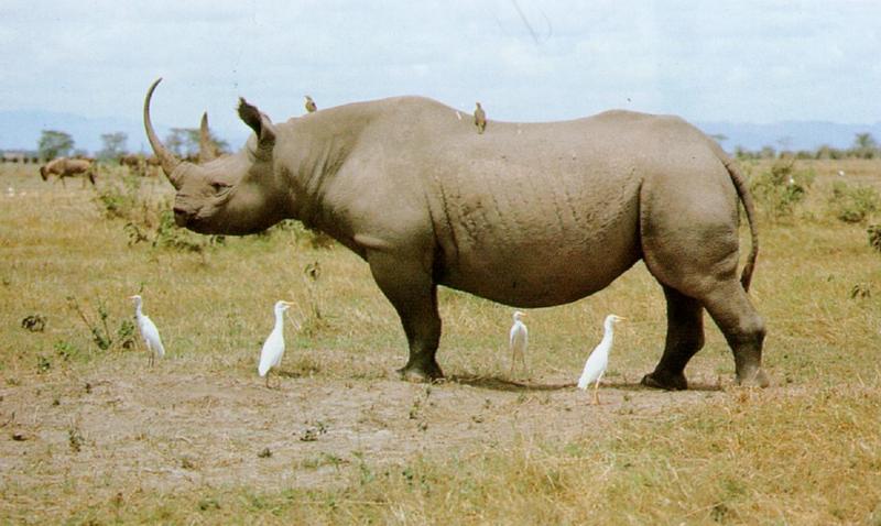 Black rhinoceros (J01) = hook-lipped rhinoceros (Diceros bicornis); DISPLAY FULL IMAGE.
