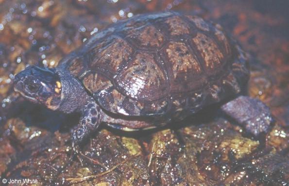 Bog Turtle (Clemmys muhlenbergii) #1; Image ONLY
