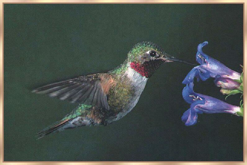 Hummingbird - Broad-tailed; DISPLAY FULL IMAGE.