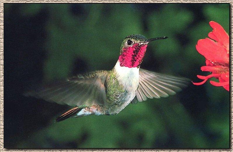 Hummingbird - Broad-tailed; DISPLAY FULL IMAGE.