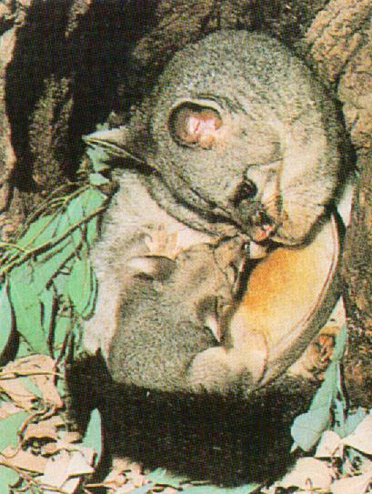 brushtail possum baby