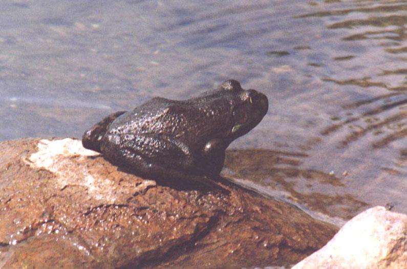 another frog; DISPLAY FULL IMAGE.