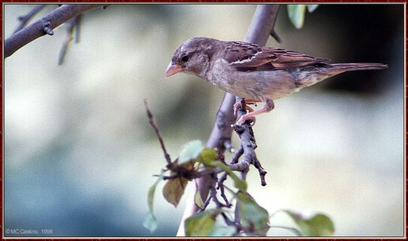 More birds --> House Sparrow; DISPLAY FULL IMAGE.