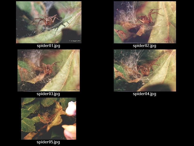 Common garden spider -- index file -- spideridx.jpg; DISPLAY FULL IMAGE.