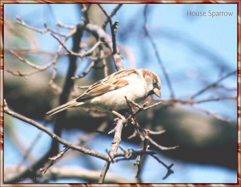 Back Yard Birds - house_sparrow01.jpg; DISPLAY FULL IMAGE.