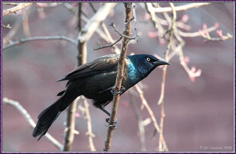 March birds --> Common Grackle - Quiscalus quiscula; DISPLAY FULL IMAGE.