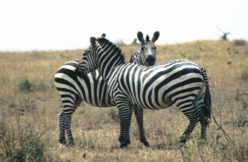 Zebras; DISPLAY FULL IMAGE.