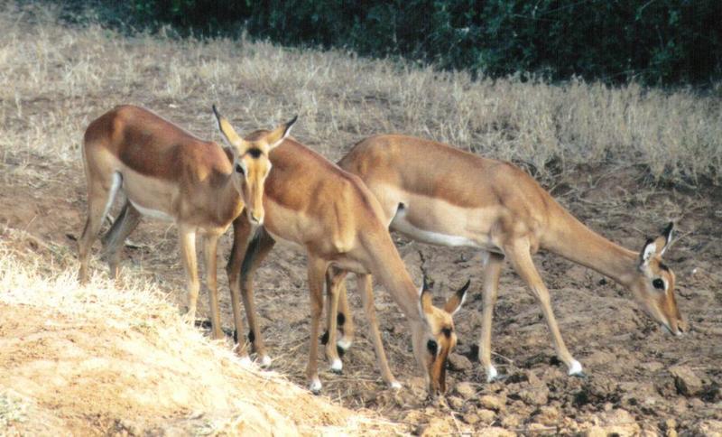 (P:\Africa\Antelope) Dn-a0000.jpg (female Impalas); DISPLAY FULL IMAGE.