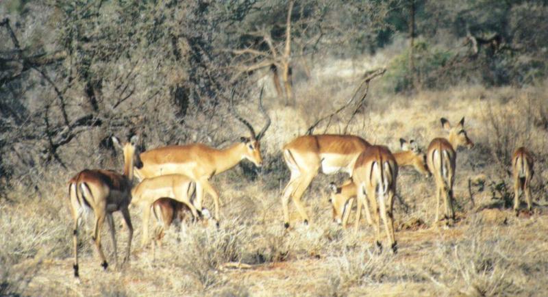 (P:\Africa\Antelope) Dn-a0002.jpg (1/1) (108 K); DISPLAY FULL IMAGE.