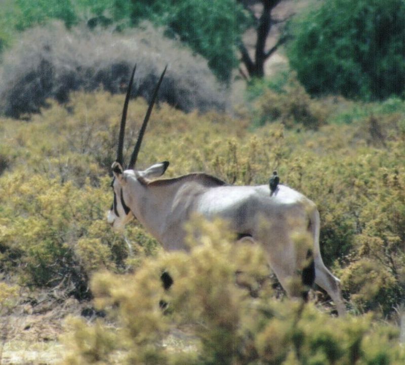 (P:\Africa\Antelope) Dn-a0007.jpg (1/1) (97 K); DISPLAY FULL IMAGE.