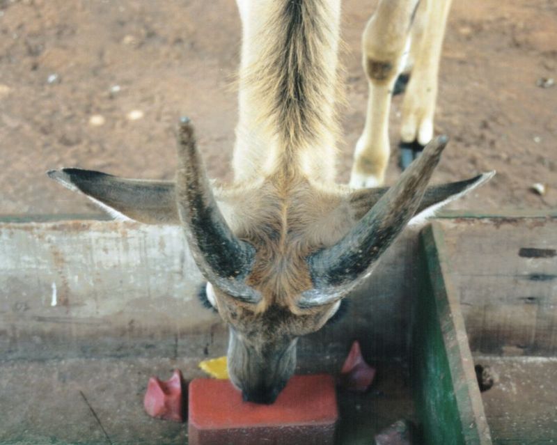 (P:\Africa\Antelope) Dn-a0008.jpg (1/1) (87 K); DISPLAY FULL IMAGE.