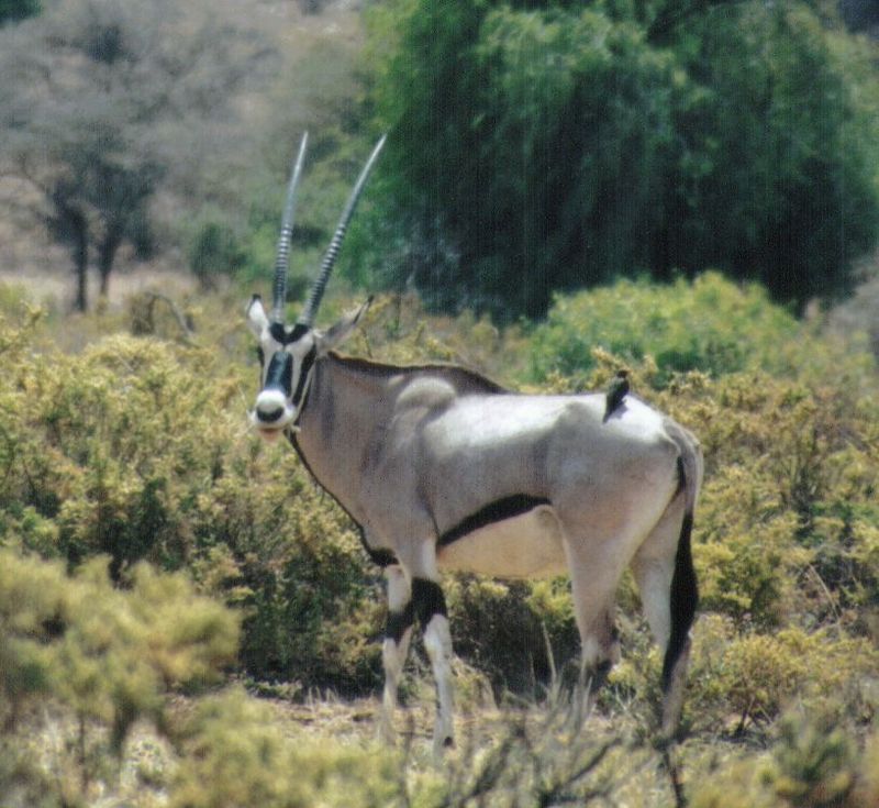 (P:\Africa\Antelope) Dn-a0010.jpg (1/1) (105 K); DISPLAY FULL IMAGE.